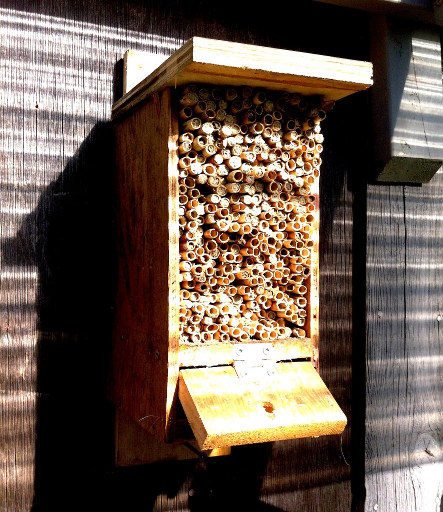 Mason Bees (Blue orchard Bees) for sale in Metchosin, BC, – Mason Bees ...